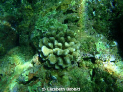 Stalking the elusive mystery coral off the Na Pali coast ... by Elizabeth Bobbitt 